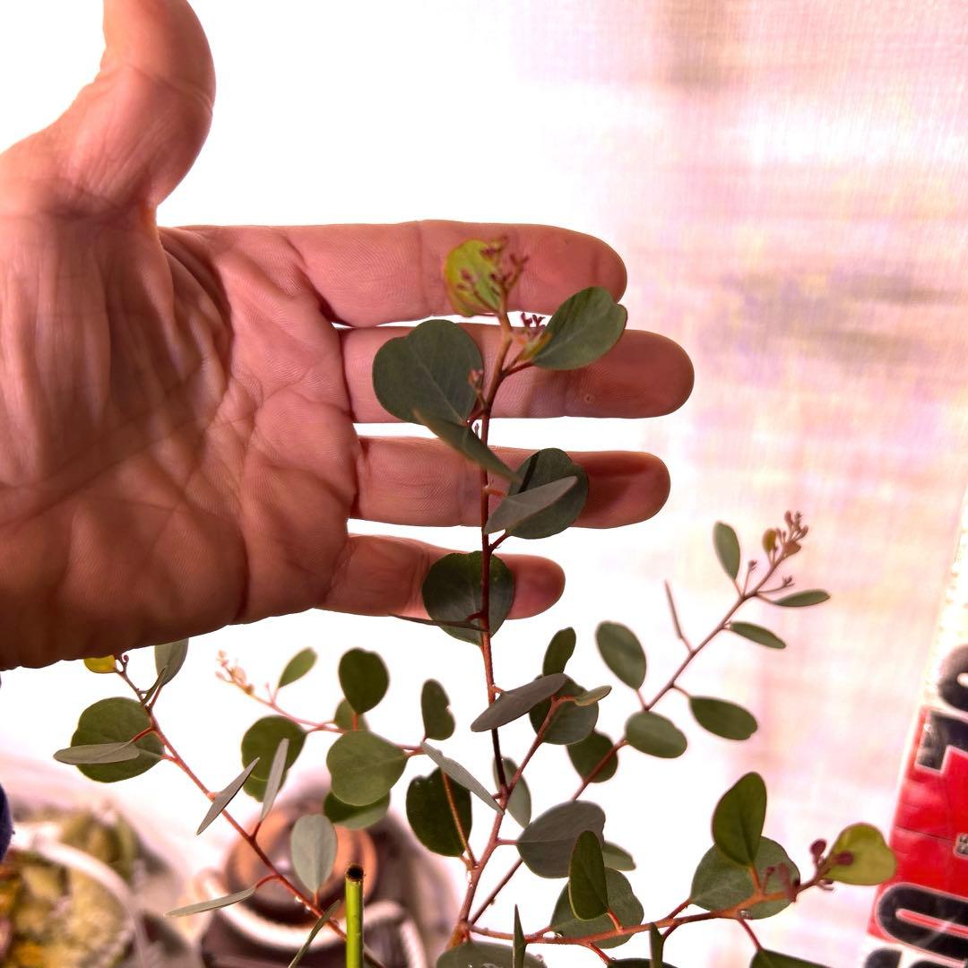 ハートのユーカリ　ウェブステリアナ　90センチ大株　1番