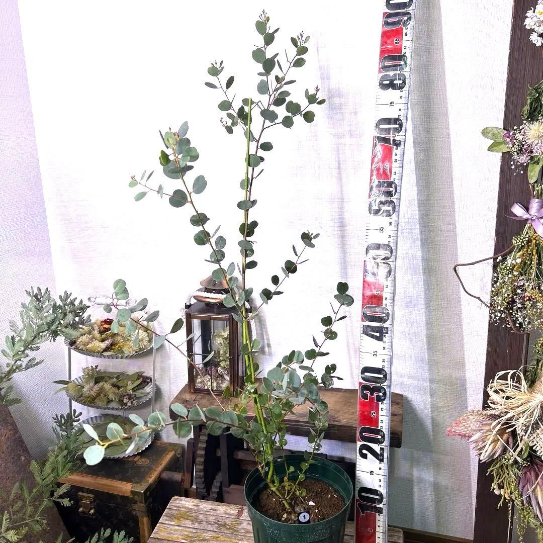 ハートのユーカリ　ウェブステリアナ　90センチ大株　1番