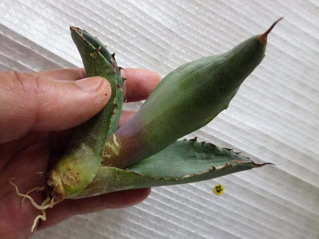 アガベ チタノタ 才ア八力実生A6/超強鋸歯/発根済み /プツプツ 強棘OC株