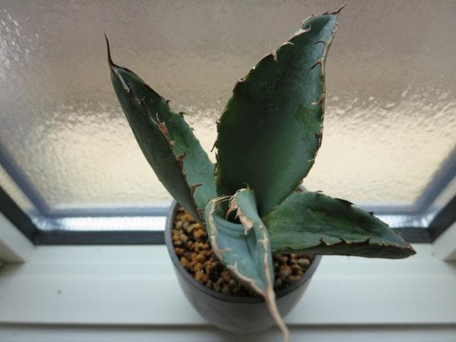 アガベ チタノタ 才ア八力実生A6/超強鋸歯/発根済み /プツプツ 強棘OC株