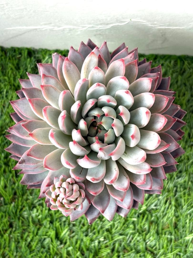 【メルカリ便】札付き　桜鬼　大苗　おらいさん苗　ミックスベリア