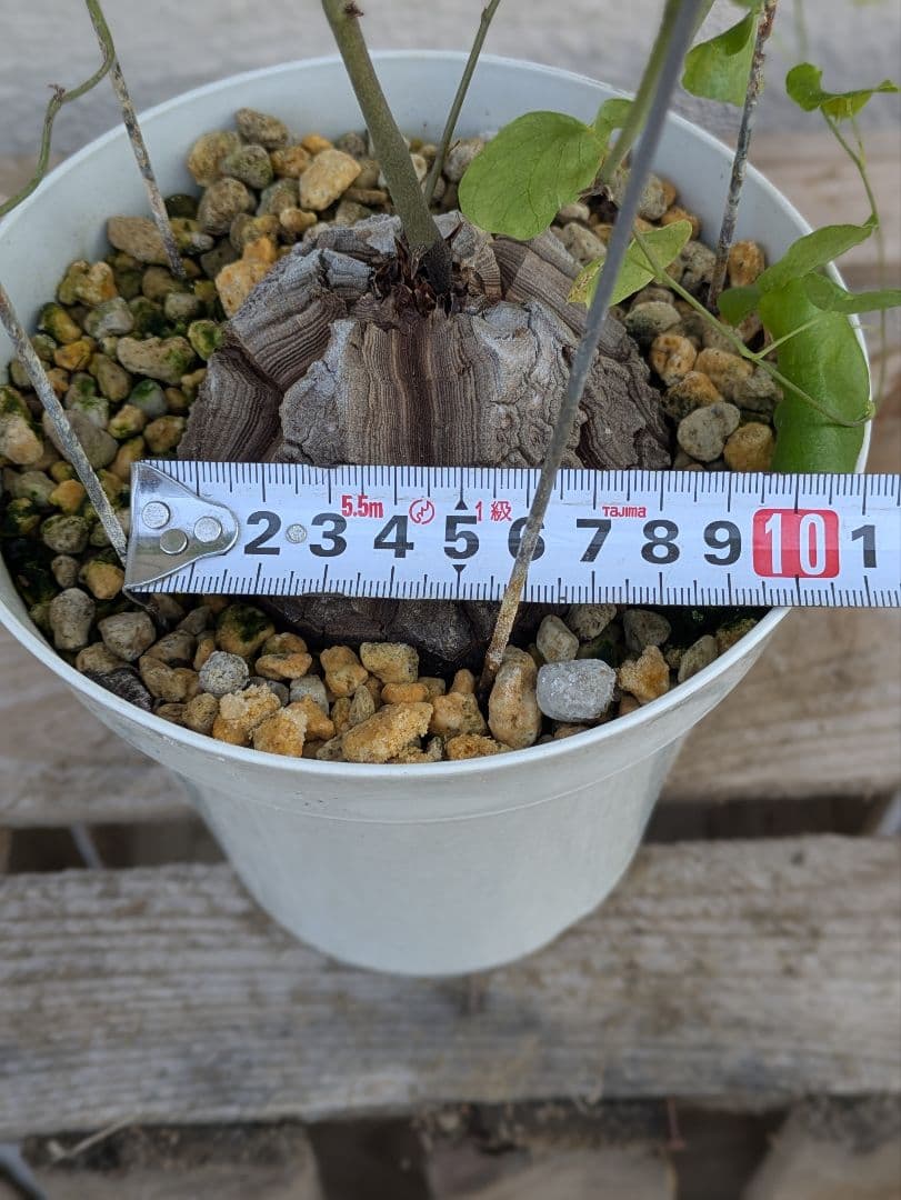 【現品・鉢まま出荷】割れがかっこいい!!　亀甲竜　アフリカ亀甲竜