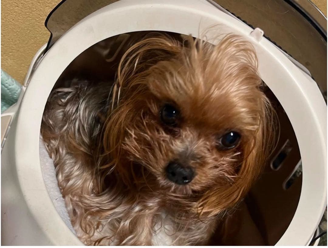 愛犬 アートドール ぬいぐるみ オーダーメイド