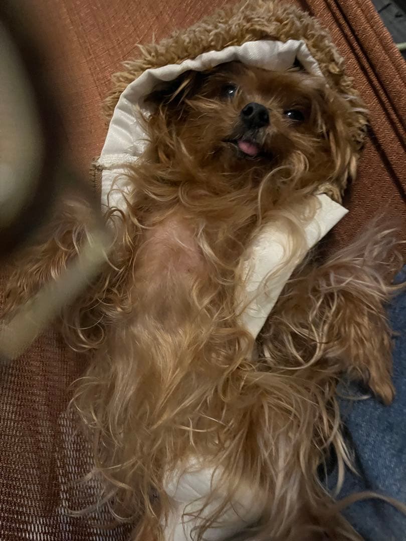 愛犬 アートドール ぬいぐるみ オーダーメイド