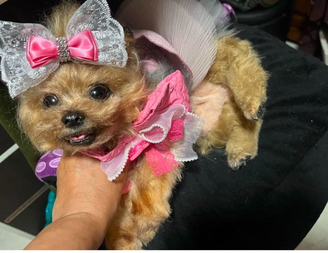 愛犬 アートドール ぬいぐるみ オーダーメイド