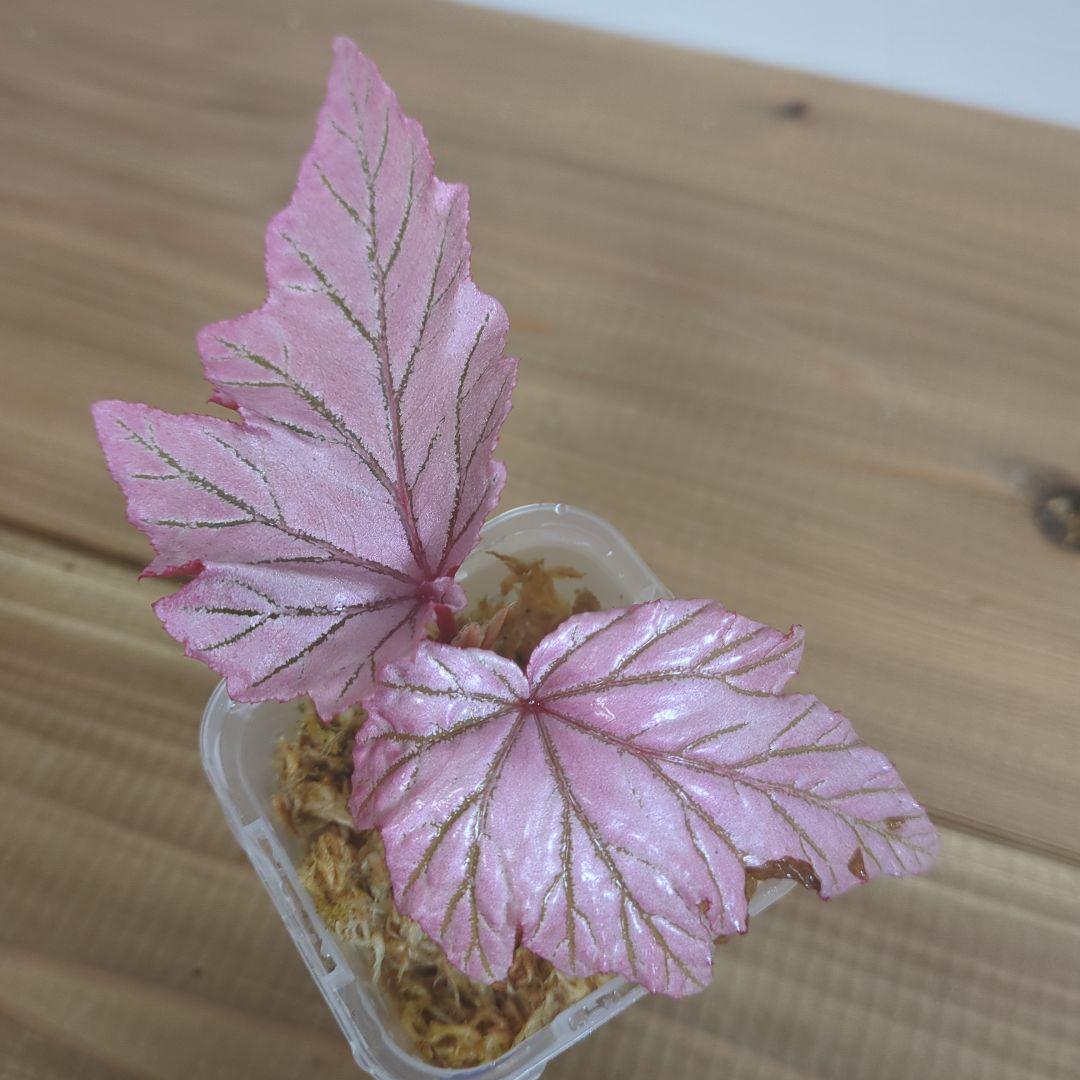 その他観葉植物 Begonia lamoon