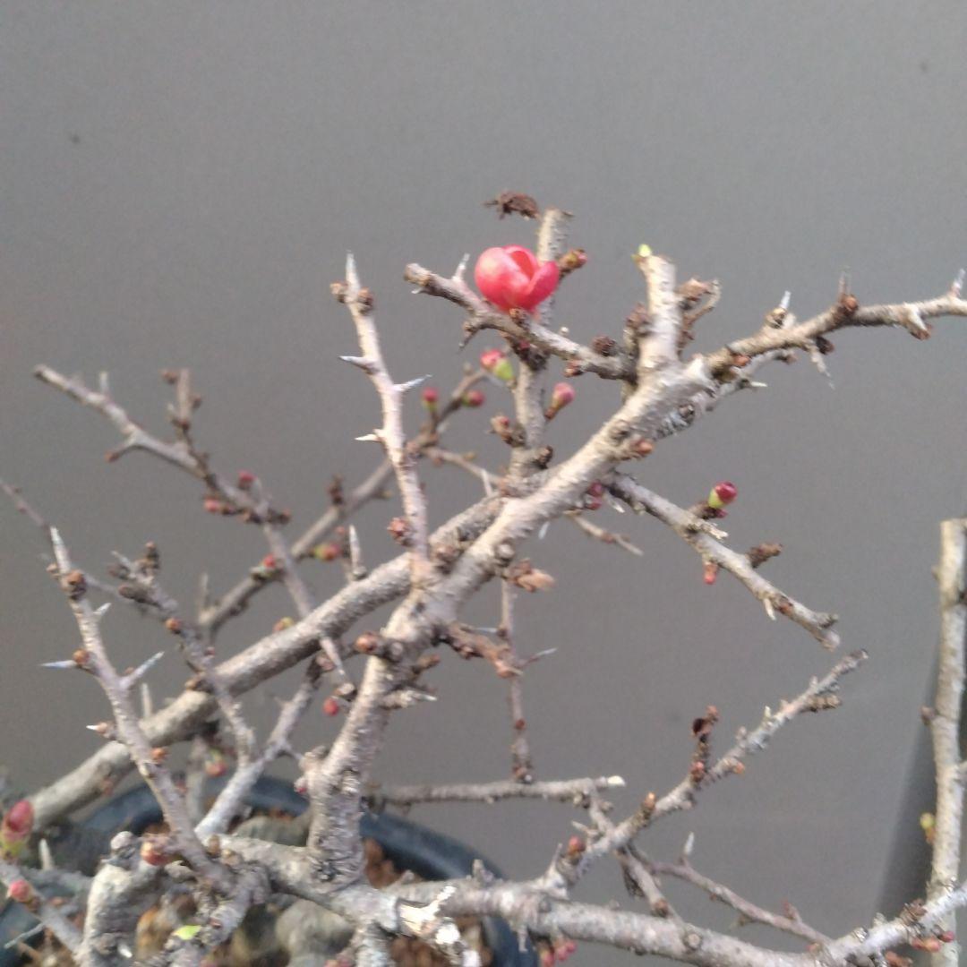 長寿梅盆栽、赤花、花芽沢山付いてます