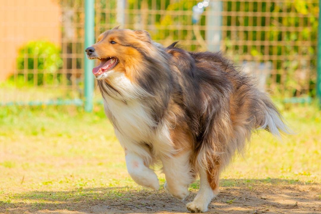 デジタルカメラ CANON EF 70-200mm F4L IS USM