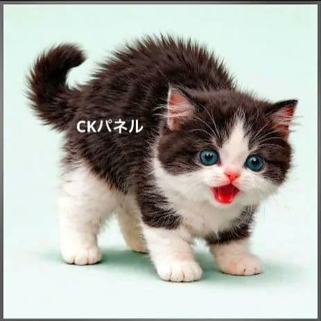 オーダー用猫ちゃんパネルサンプルページ 六