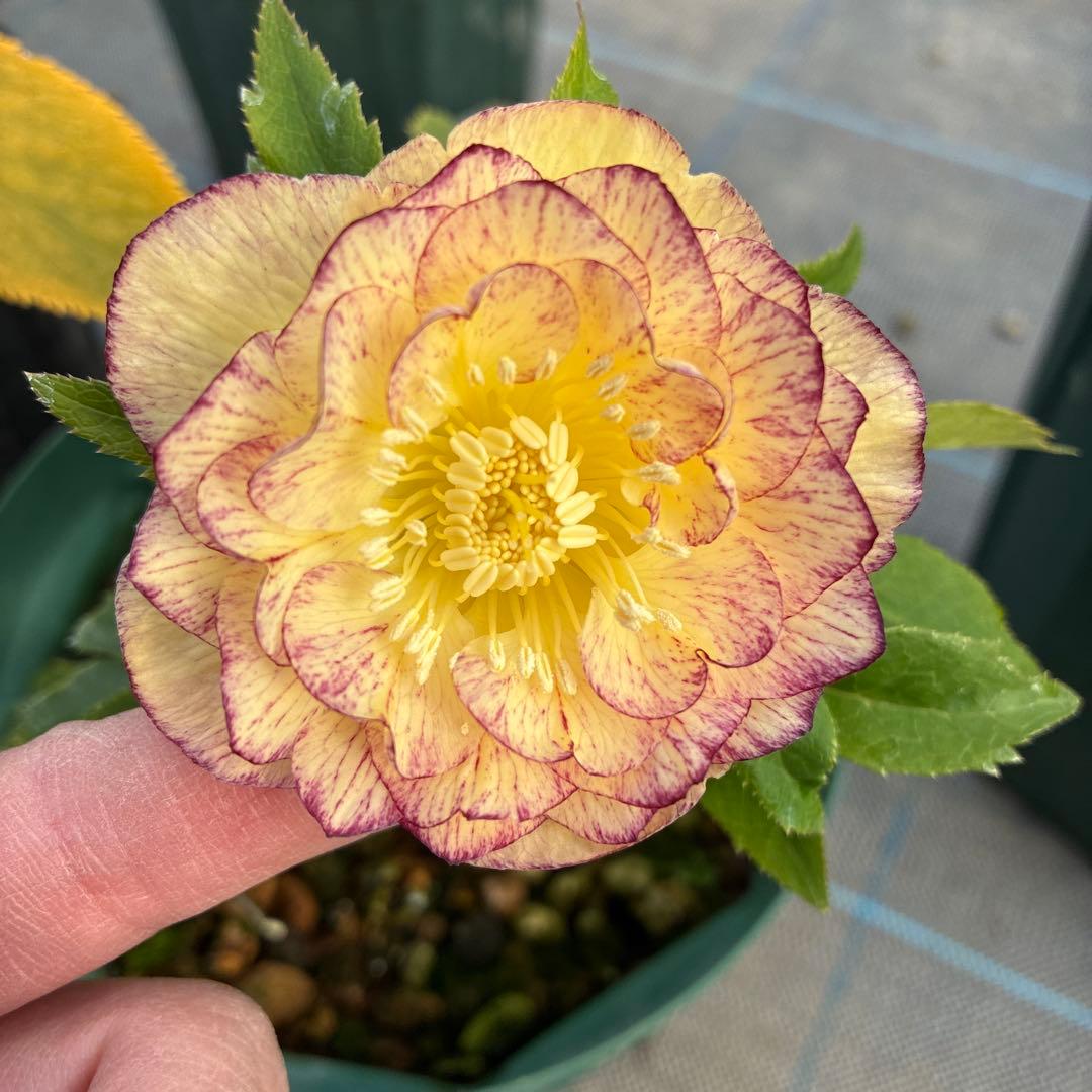 クリスマスローズ　オーレア　シボリ　６寸