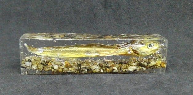 【本物】琵琶湖大鯰乾燥標本　レジン封入　【珍魚】