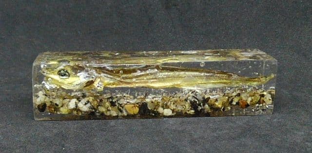 【本物】琵琶湖大鯰乾燥標本　レジン封入　【珍魚】