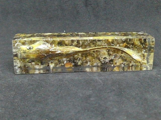 【本物】琵琶湖大鯰乾燥標本　レジン封入　【珍魚】