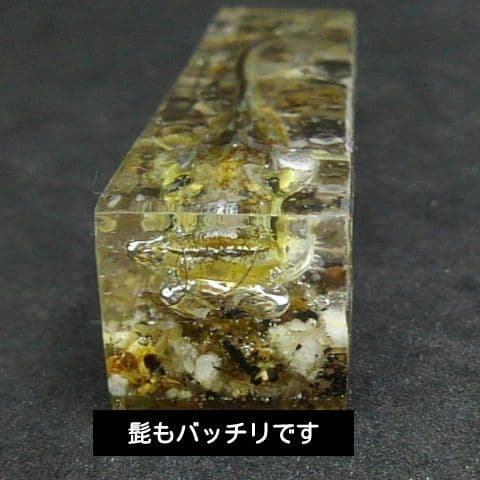【本物】琵琶湖大鯰乾燥標本　レジン封入　【珍魚】
