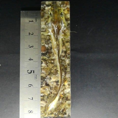 【本物】琵琶湖大鯰乾燥標本　レジン封入　【珍魚】