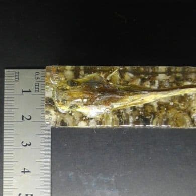 【本物】琵琶湖大鯰乾燥標本　レジン封入　【珍魚】