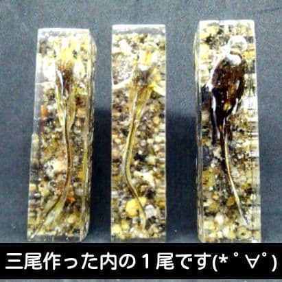 【本物】琵琶湖大鯰乾燥標本　レジン封入　【珍魚】