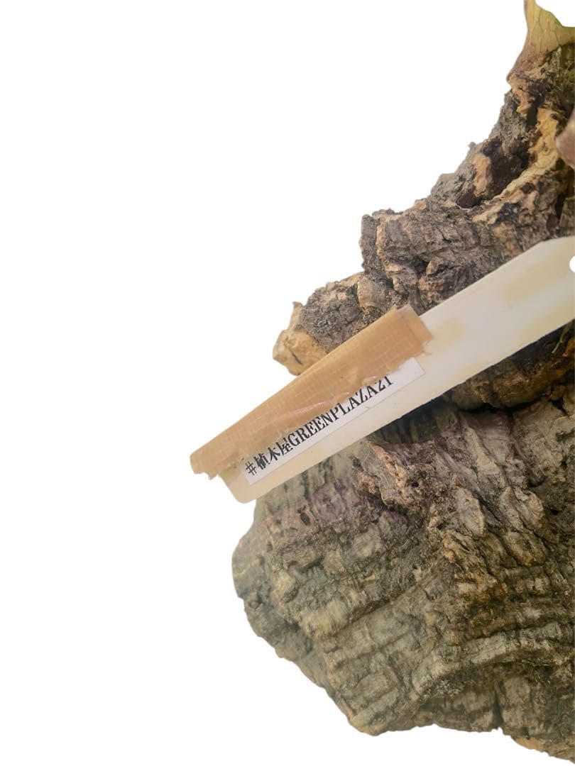 親株サイズ！P.'Suriyon' OC ビカクシダ　コウモリラン　スリヨン