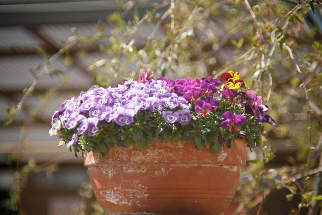 CANON 旧FD 100mm f2.8 S.S.C. MFレンズ L87