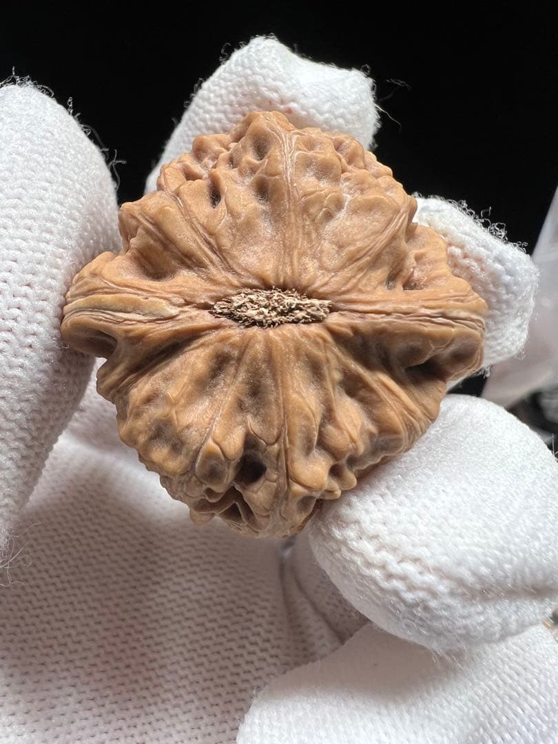 文玩堂：紅錦鯉獅子頭 高級文玩クルミ（マイナー上質品