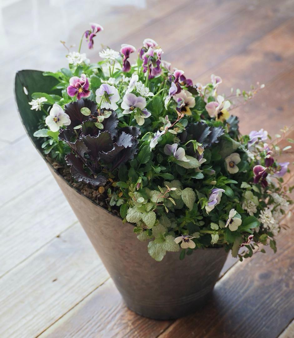 【お値引品】かっこかわいいハーフマウント風寄せ植え