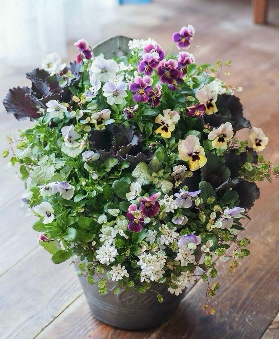 【お値引品】かっこかわいいハーフマウント風寄せ植え