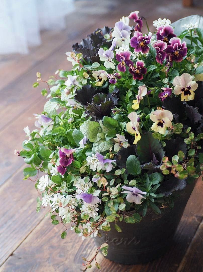 【お値引品】かっこかわいいハーフマウント風寄せ植え