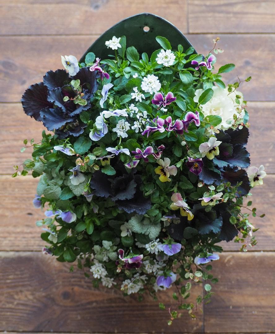 【お値引品】かっこかわいいハーフマウント風寄せ植え