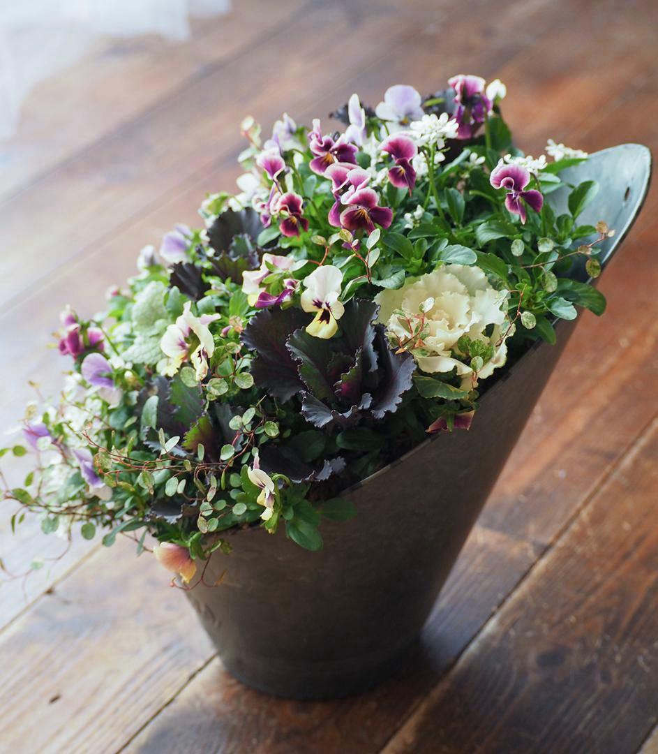 【お値引品】かっこかわいいハーフマウント風寄せ植え