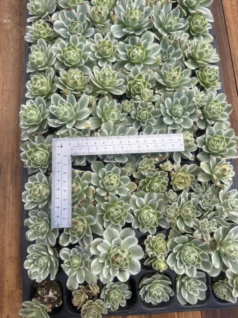 す*ず様 J0027　ローズニシキ　72苗　多肉　エケベリア　韓国苗　詰め合わせ