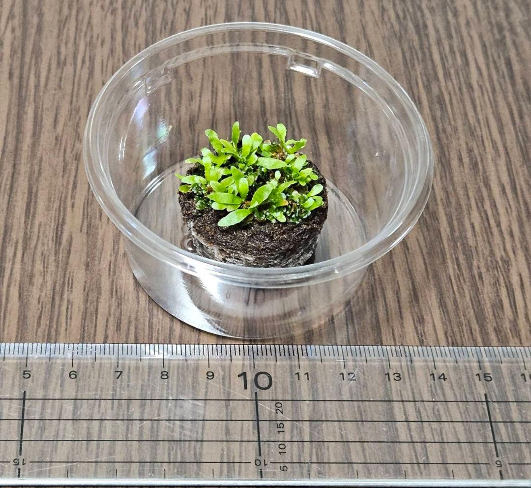 ウィリンキー イエロームーンドワーフ トトロ