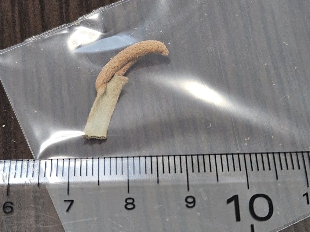 ウィリンキー イエロームーンドワーフ トトロ