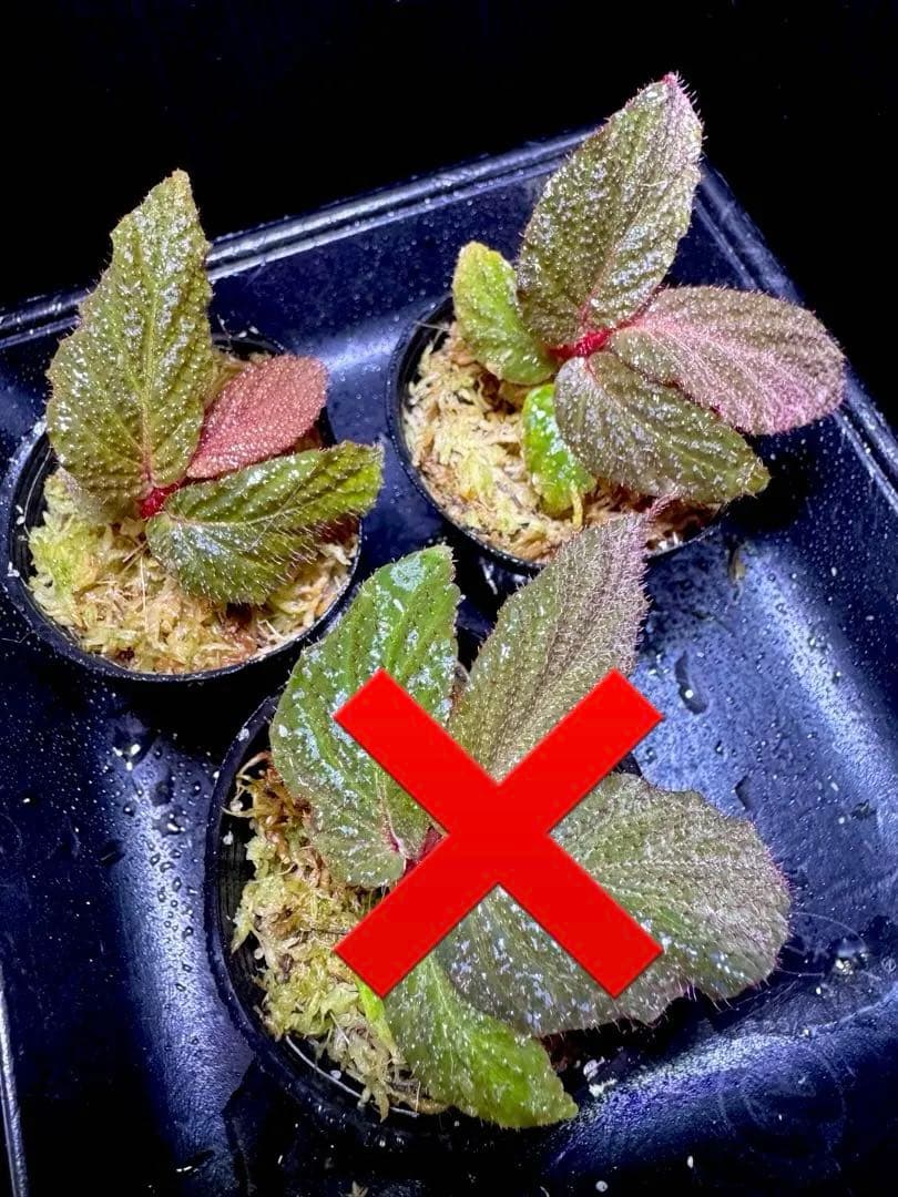 aco 　おまとめ４点　Begonia bulu ‘Jambi原種ベゴニア