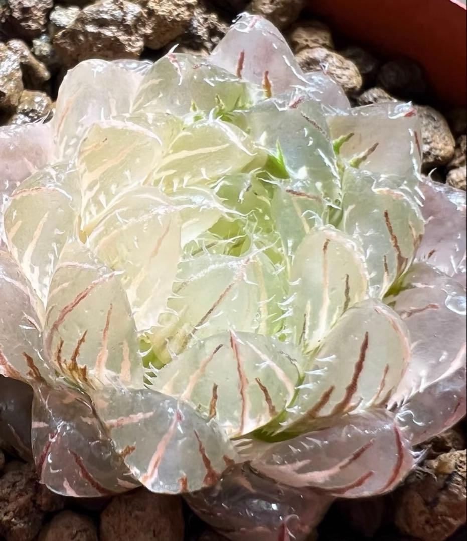 咲*菜様 多肉植物　ハオルチア　 エメラルドLED錦 琥珀斑 糊斑 超美苗　希少
