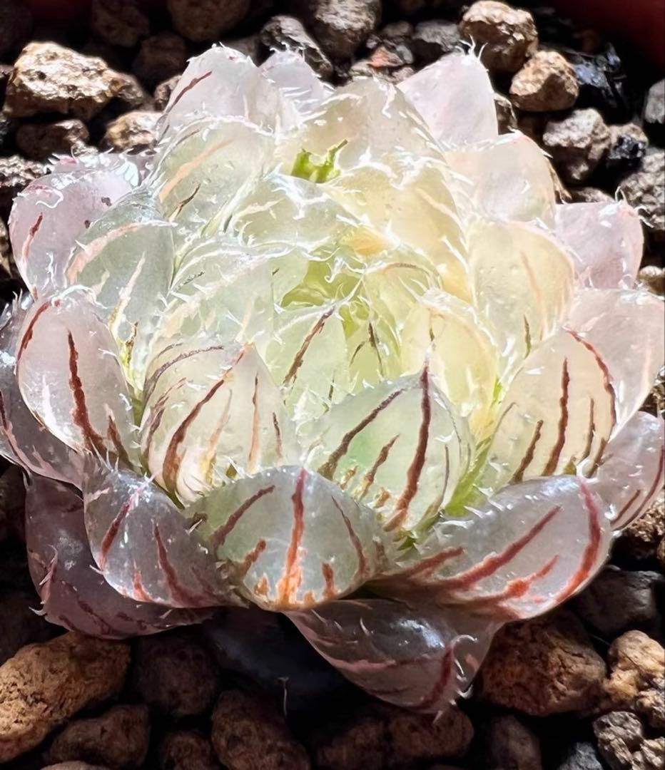 咲*菜様 多肉植物　ハオルチア　 エメラルドLED錦 琥珀斑 糊斑 超美苗　希少