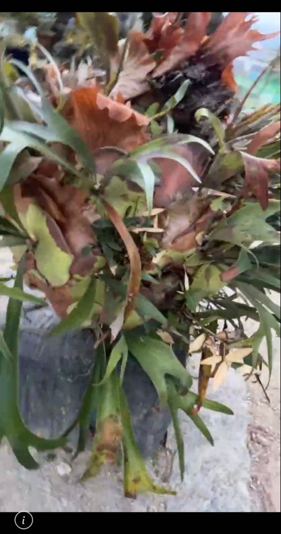 はなはなはなこ