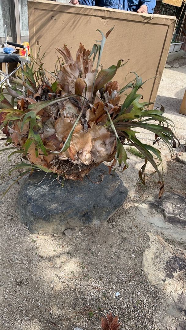 はなはなはなこ