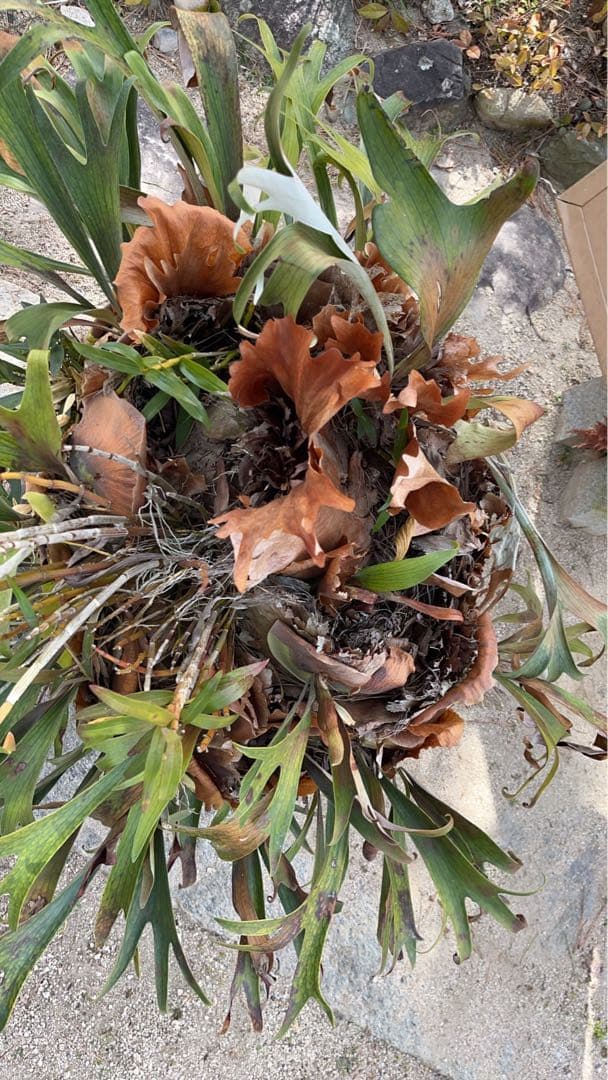 はなはなはなこ