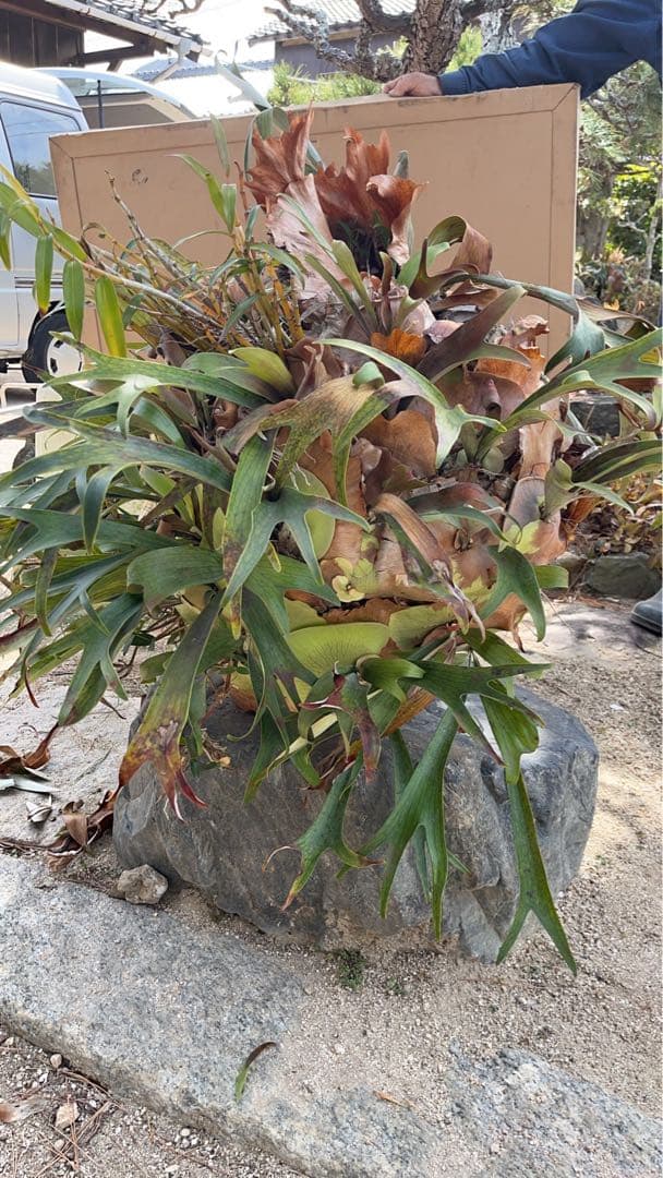 はなはなはなこ