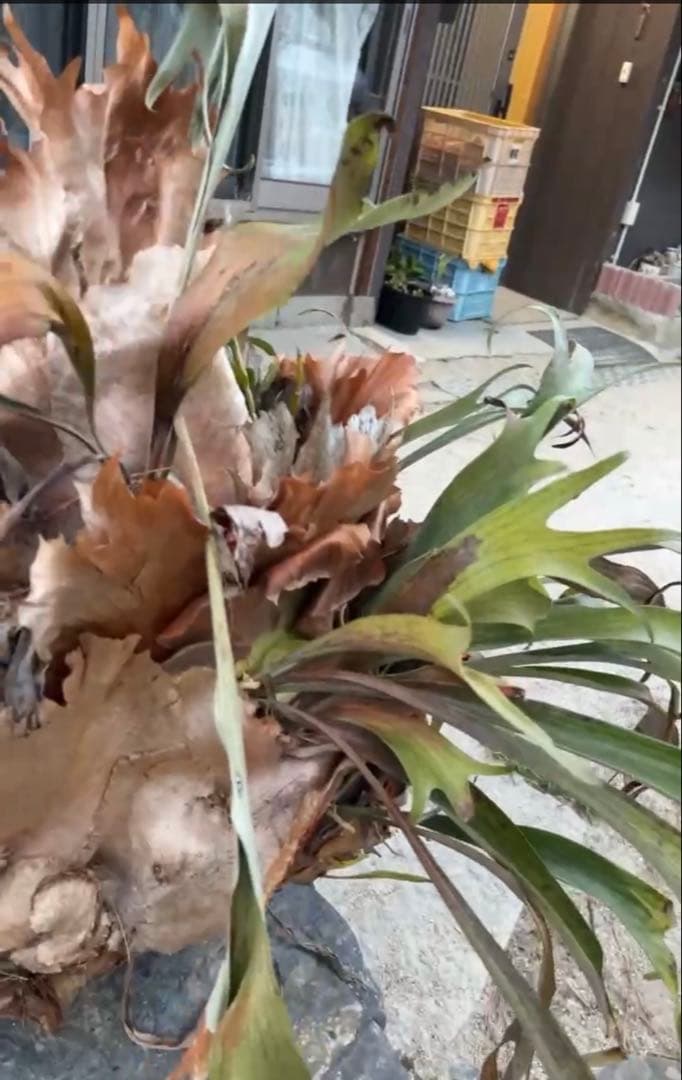 はなはなはなこ