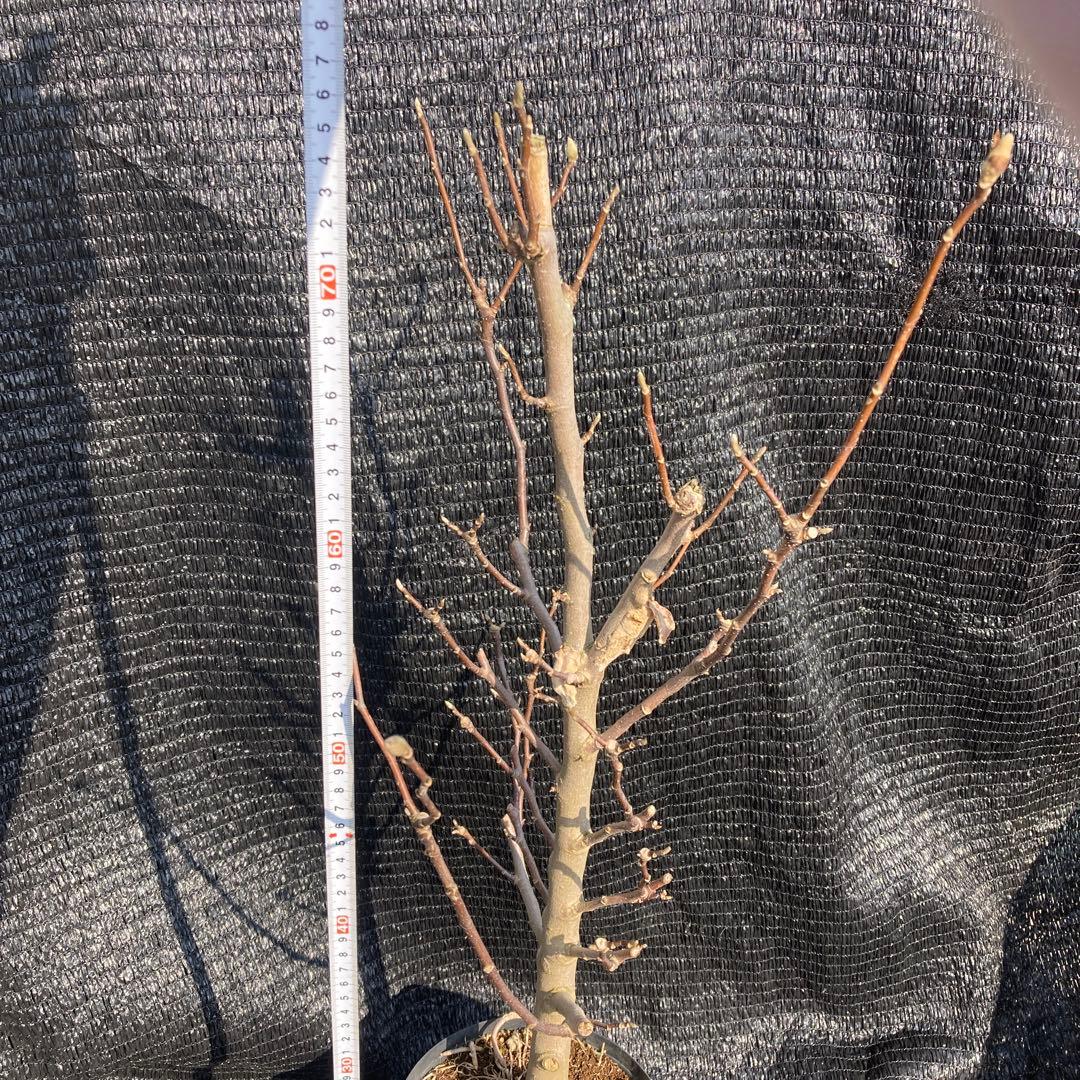 ⑥*ஐ小型でパープルピンクの花*:ஐモクレン・苗木【ガールマグノリア・アン】６号