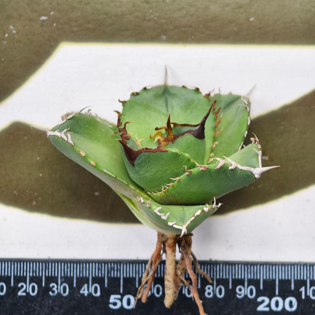 556【上澳園芸】 アガベ shangao-009 蝙蝠 コウモリ 良質子株