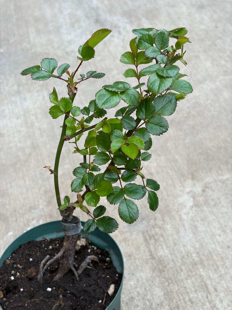 薔薇　バラ苗　3年目接木苗　ビタミンカラーローズ
