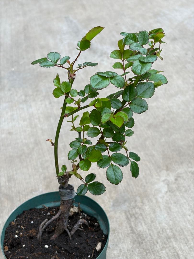 薔薇　バラ苗　3年目接木苗　ビタミンカラーローズ