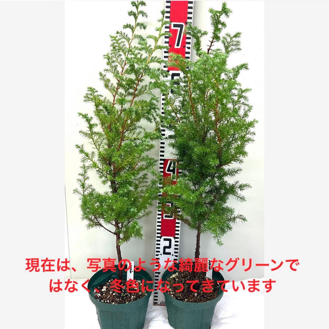 おまとめ2本 3年生 ヒムロスギ 苗 サツマスギ クリスマスリース お正月飾り