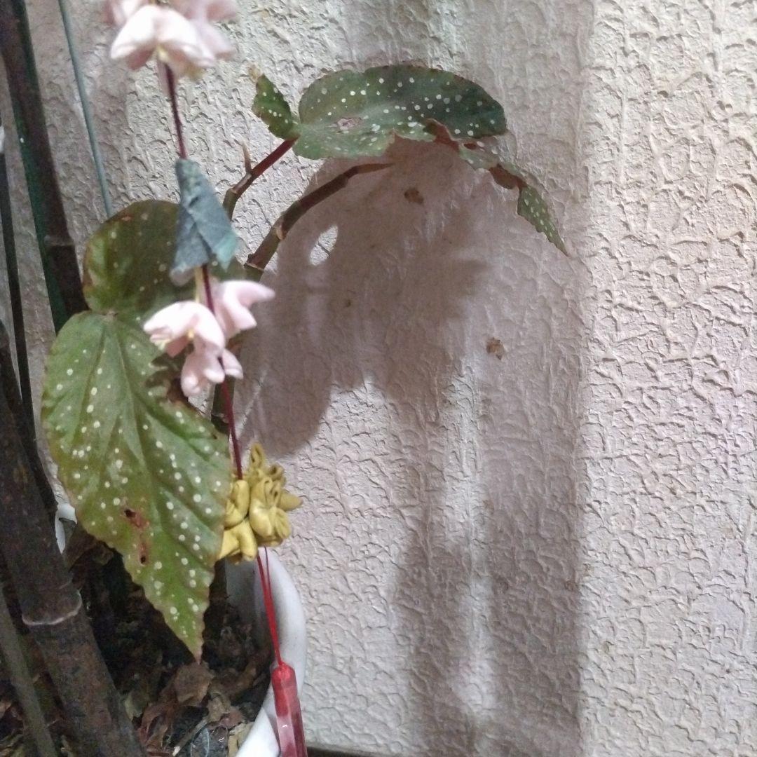 桜飾り、古布桜、八宝玉毬