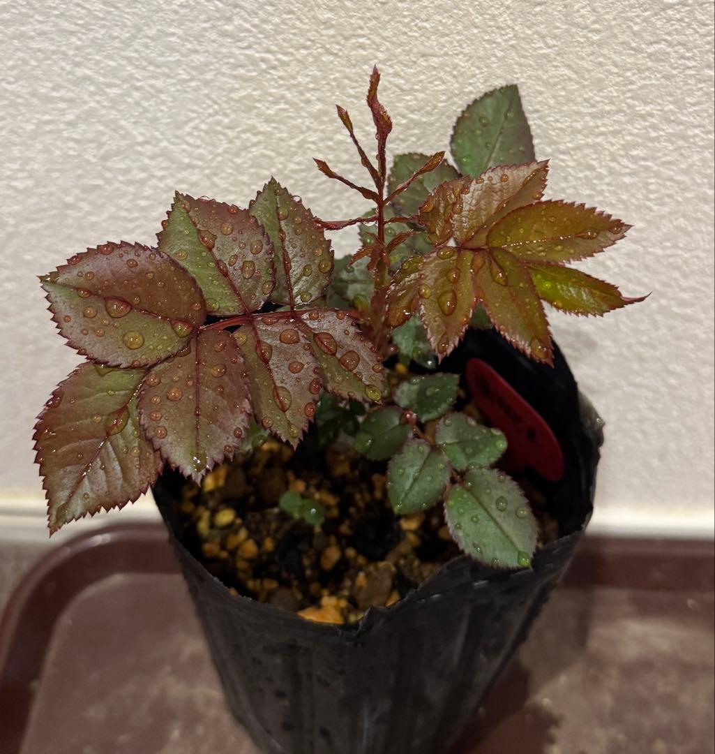 バラ苗　レア切花品種　接木苗　ハーパー