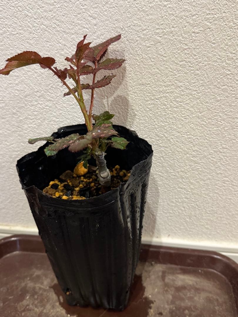 バラ苗　レア切花品種　接木苗　ハーパー