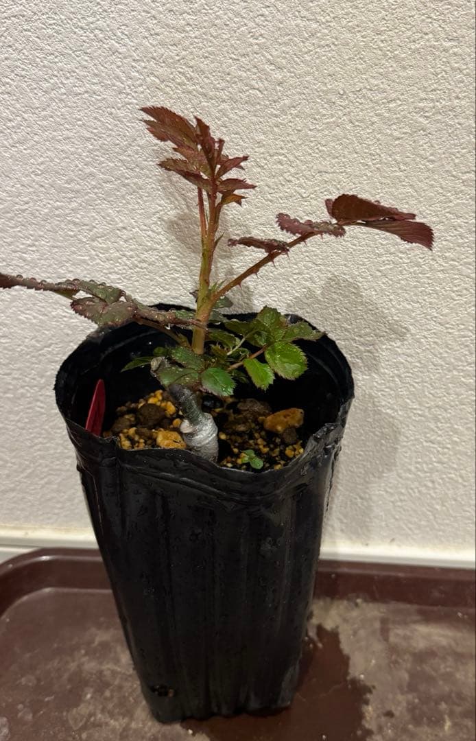 バラ苗　レア切花品種　接木苗　ハーパー