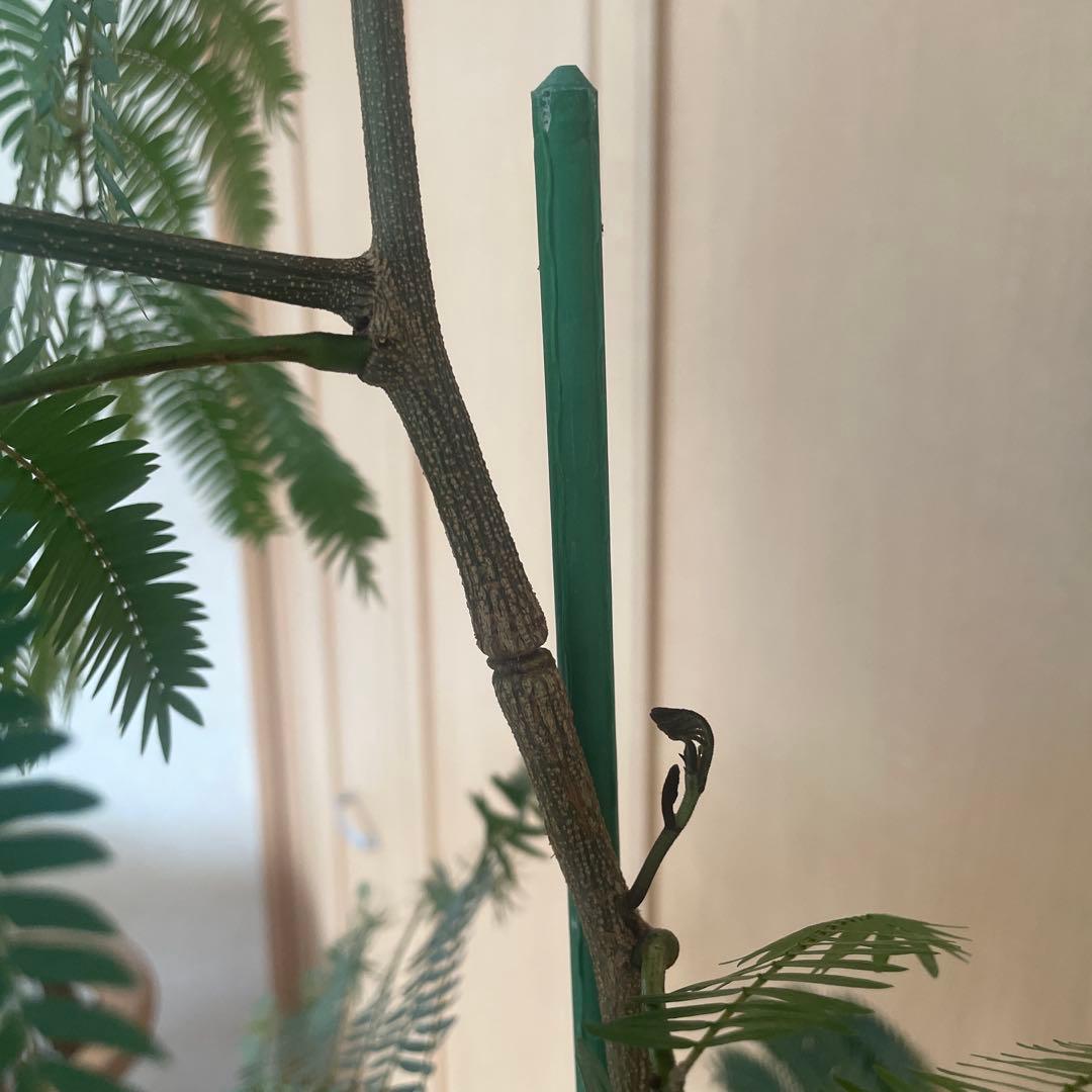 【直接取引】　エバーフレッシュ（ネムノキ）　180cm